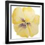 Washy Yellow Pansie-Jean Plout-Framed Giclee Print