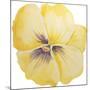 Washy Yellow Pansie-Jean Plout-Mounted Giclee Print