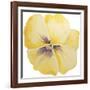 Washy Yellow Pansie-Jean Plout-Framed Giclee Print