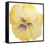 Washy Yellow Pansie-Jean Plout-Framed Stretched Canvas