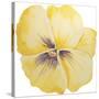 Washy Yellow Pansie-Jean Plout-Stretched Canvas