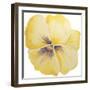 Washy Yellow Pansie-Jean Plout-Framed Giclee Print