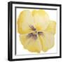 Washy Yellow Pansie-Jean Plout-Framed Giclee Print