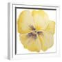 Washy Yellow Pansie-Jean Plout-Framed Giclee Print