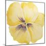 Washy Yellow Pansie-Jean Plout-Mounted Giclee Print