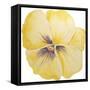 Washy Yellow Pansie-Jean Plout-Framed Stretched Canvas