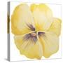 Washy Yellow Pansie-Jean Plout-Stretched Canvas