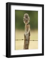 Wasn’t Me!-Mark Bridger-Framed Giclee Print