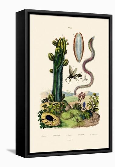 Wasp, 1833-39-null-Framed Stretched Canvas