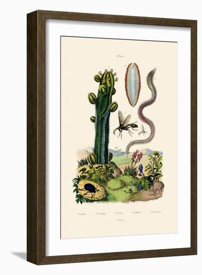 Wasp, 1833-39-null-Framed Giclee Print