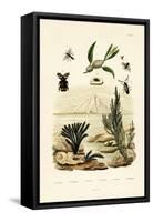 Wasp, 1833-39-null-Framed Stretched Canvas