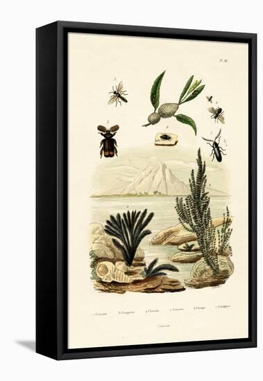 Wasp, 1833-39-null-Framed Stretched Canvas