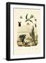 Wasp, 1833-39-null-Framed Giclee Print