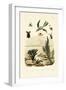 Wasp, 1833-39-null-Framed Giclee Print