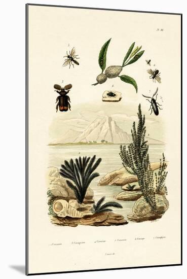 Wasp, 1833-39-null-Mounted Giclee Print