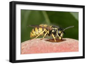 Wasp Feeding on Peach-null-Framed Photographic Print