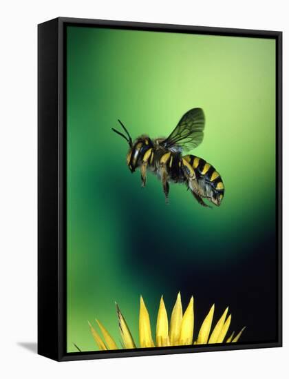 Wasp Hovering Over a Flower-null-Framed Stretched Canvas