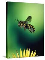 Wasp Hovering Over a Flower-null-Stretched Canvas