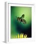 Wasp Hovering Over a Flower-null-Framed Photographic Print