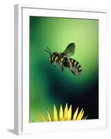 Wasp Hovering Over a Flower-null-Framed Photographic Print