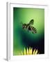 Wasp Hovering Over a Flower-null-Framed Photographic Print