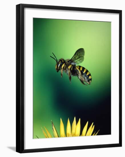 Wasp Hovering Over a Flower-null-Framed Photographic Print