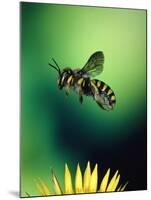 Wasp Hovering Over a Flower-null-Mounted Photographic Print