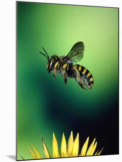 Wasp Hovering Over a Flower-null-Mounted Photographic Print