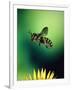 Wasp Hovering Over a Flower-null-Framed Photographic Print