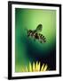 Wasp Hovering Over a Flower-null-Framed Photographic Print