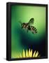 Essential Black