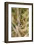 Wasp Orb Web Spider (Argiope Bruennichi) with Prey, Near Marburg, Hesse, Germany, Europe-Nick Upton-Framed Photographic Print