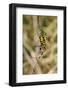 Wasp Orb Web Spider (Argiope Bruennichi) with Prey, Near Marburg, Hesse, Germany, Europe-Nick Upton-Framed Photographic Print