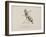 Wasp Playing the Flute From a Collection Of Poems and Songs by Edward Lear-Edward Lear-Framed Giclee Print