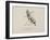 Wasp Playing the Flute From a Collection Of Poems and Songs by Edward Lear-Edward Lear-Framed Giclee Print