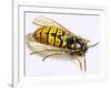 Wasp-null-Framed Giclee Print