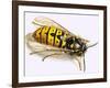 Wasp-null-Framed Giclee Print