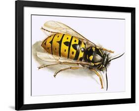 Wasp-null-Framed Giclee Print