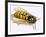 Wasp-null-Framed Giclee Print