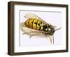 Wasp-null-Framed Giclee Print