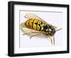 Wasp-null-Framed Giclee Print