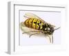 Wasp-null-Framed Giclee Print