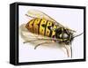 Wasp-null-Framed Stretched Canvas