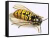 Wasp-null-Framed Stretched Canvas