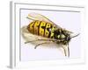 Wasp-null-Framed Giclee Print