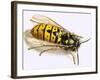 Wasp-null-Framed Giclee Print