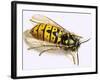 Wasp-null-Framed Giclee Print