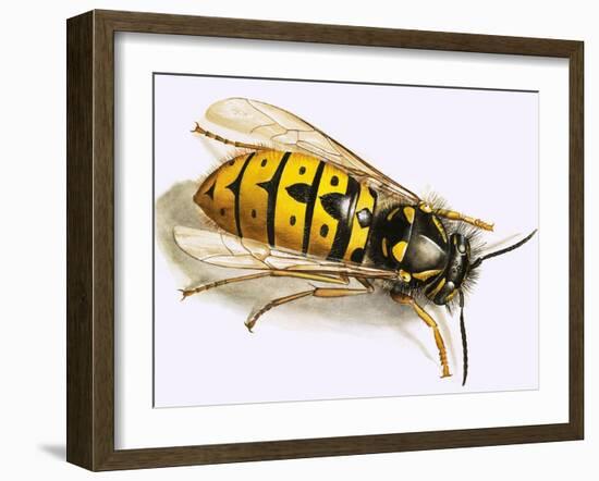 Wasp-null-Framed Giclee Print