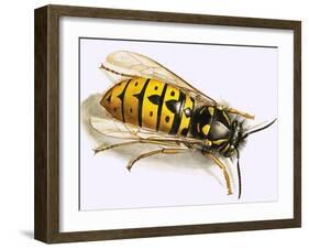 Wasp-null-Framed Giclee Print