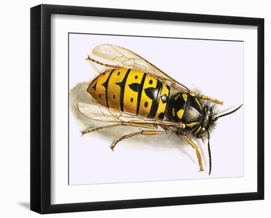 Wasp-null-Framed Giclee Print